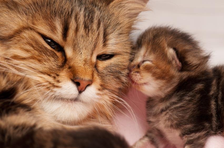 a los cuantos días abren los ojos los gatos