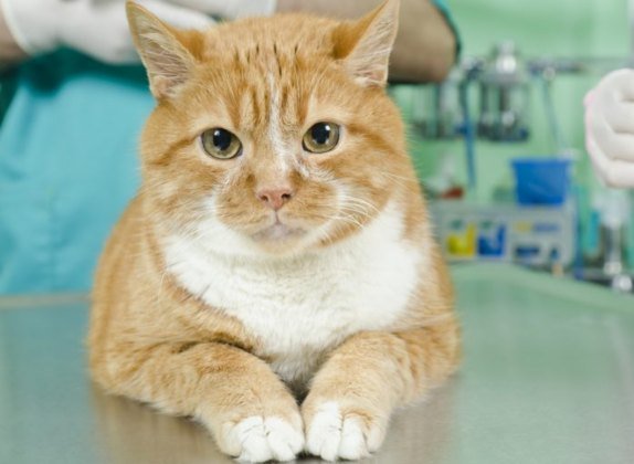 a que edad se puede esterilizar una gata