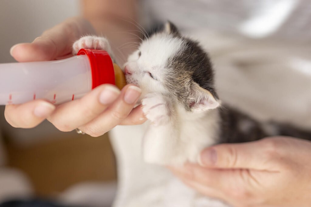 como cuidar a un gato recién nacido