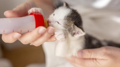 como cuidar a un gato recién nacido