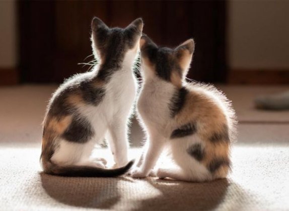 como saber si un gato es hembra o macho