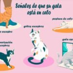 cuanto dura el celo de una gata