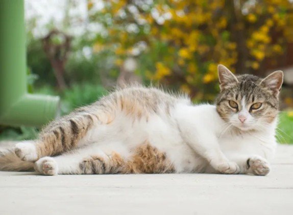 etapas del embarazo de una gata