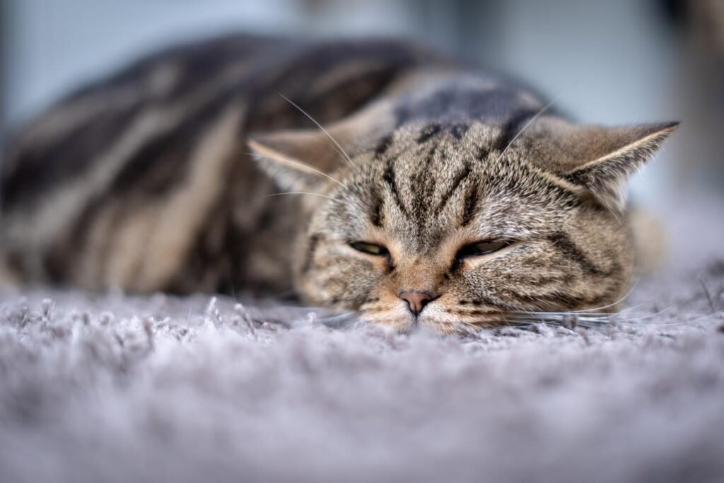 porque mi gato tiembla y no puede caminar