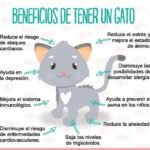 beneficios de tener un gato en casa