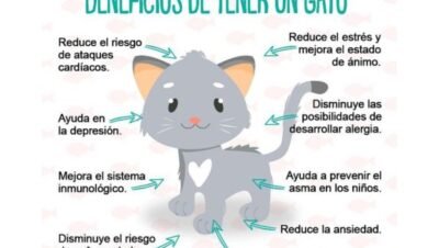 beneficios de tener un gato en casa