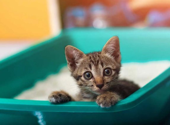 como enseñar a un gato a usar el arenero
