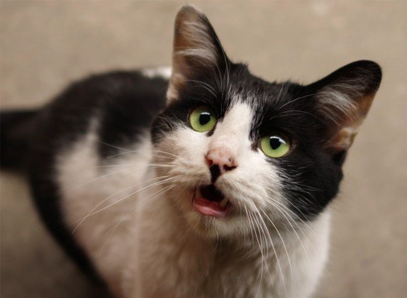como hacer que un gato deje de llorar