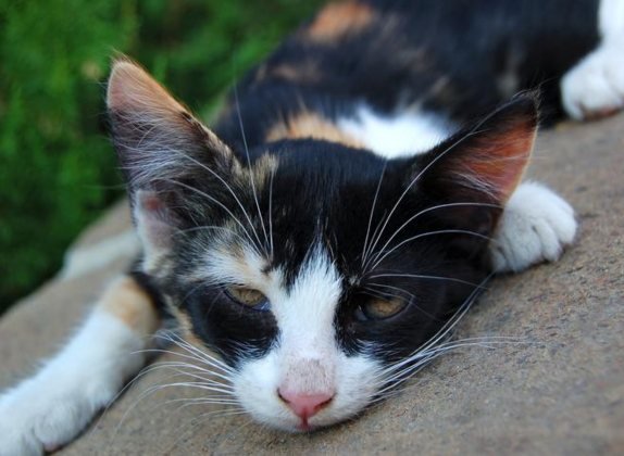 como saber si mi gato esta deshidratado