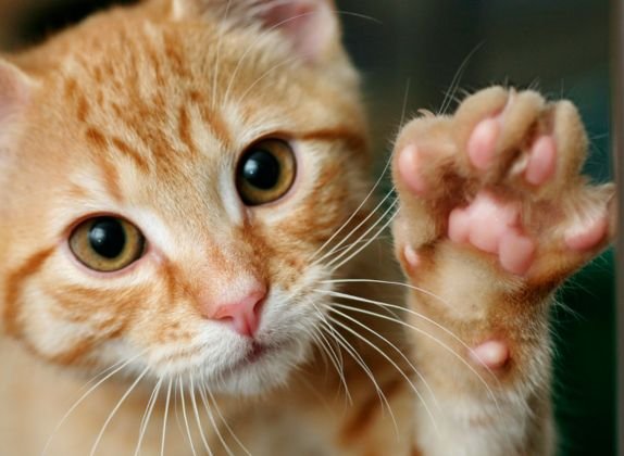 cuantos dedos tienen los gatos