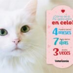 cuantos días dura el celo de una gata