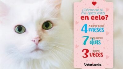 cuantos días dura el celo de una gata