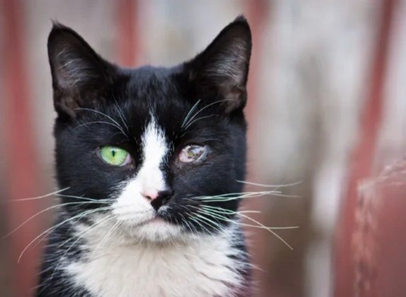 enfermedades en los ojos de los gatos