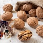 los gatos pueden comer nueces