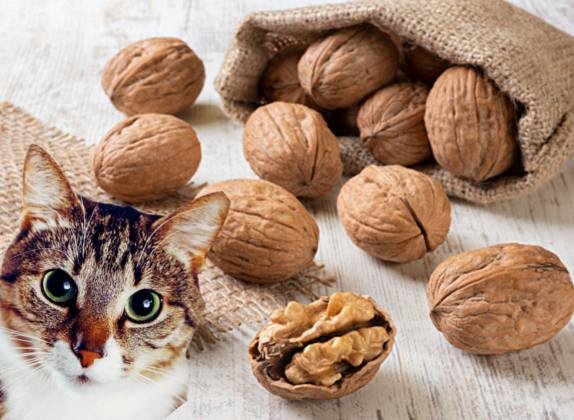 los gatos pueden comer nueces