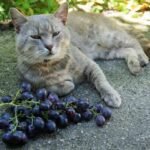 los gatos pueden comer uvas