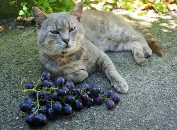 los gatos pueden comer uvas