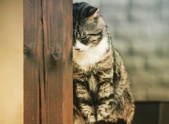 los gatos se despiden antes de morir