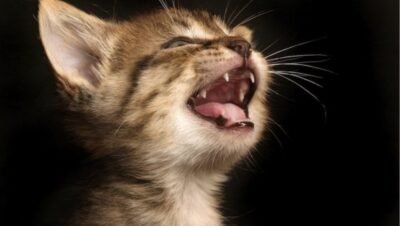 los gatos tienen dientes de leche