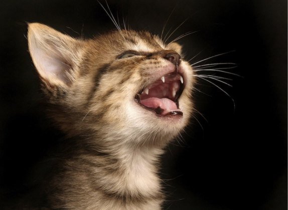 los gatos tienen dientes de leche