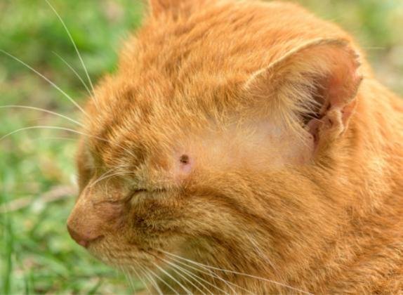 los gatos tienen garrapatas