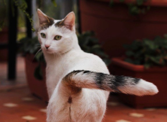 por que mueven la cola los gatos
