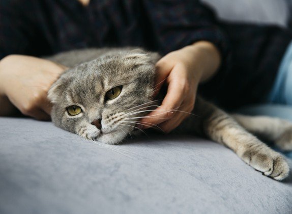 porque mi gato vomita amarillo