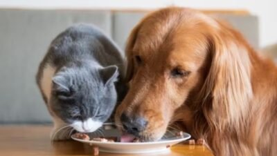 que pasa si un gato come comida de perro