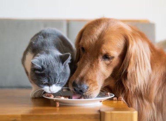 que pasa si un gato come comida de perro