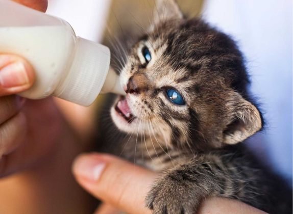 que pueden comer los gatos bebés