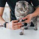 se le pueden cortar las uñas a los gatos