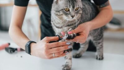 se le pueden cortar las uñas a los gatos