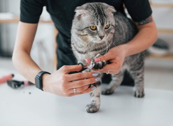 se le pueden cortar las uñas a los gatos