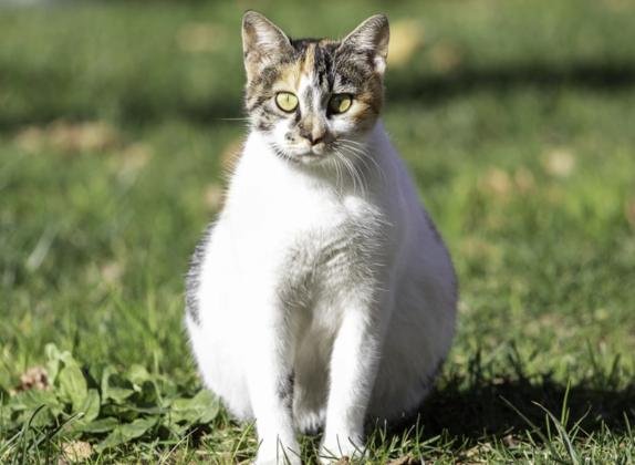 se puede esterilizar a una gata embarazada