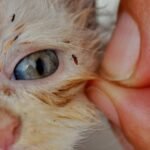 tipos de piojos en gatos